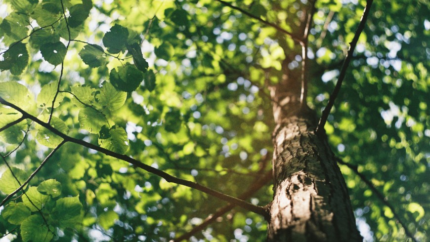 arbres et feuilles vertes