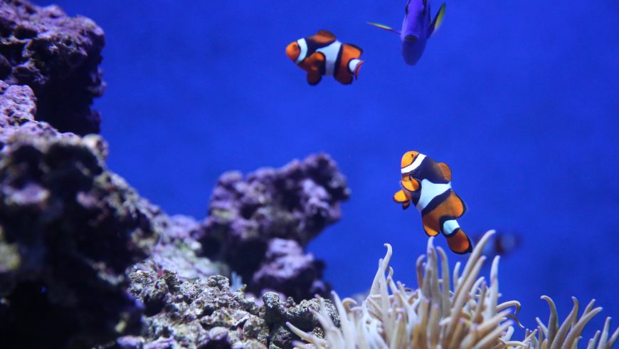 barriére de corail