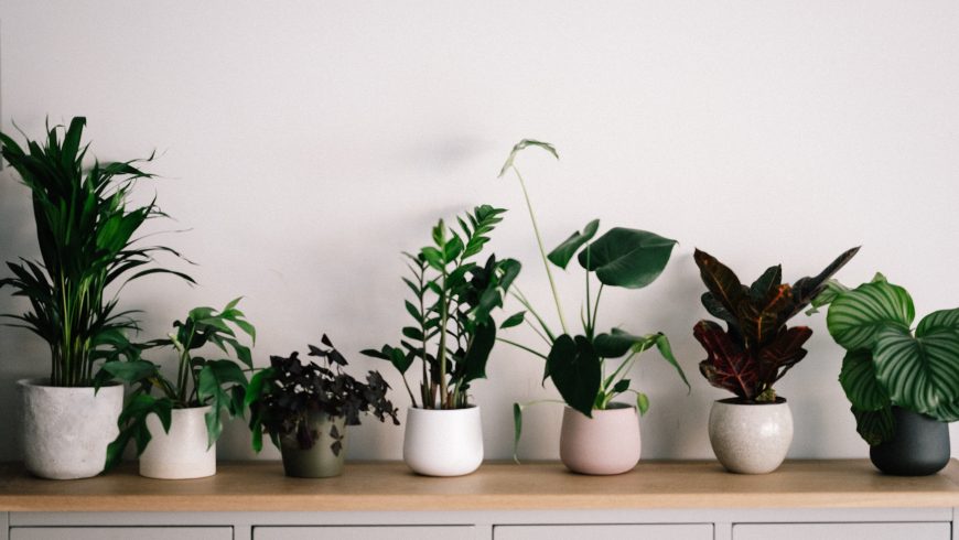 Différentes plantes