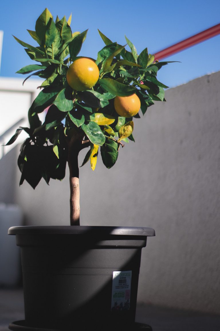 Plante à agrumes sur le balcon