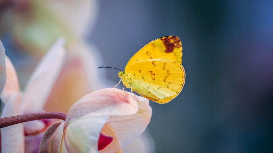 Papillon reposant sur une fleur rose