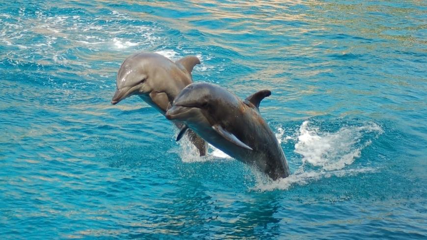 Deux dauphins