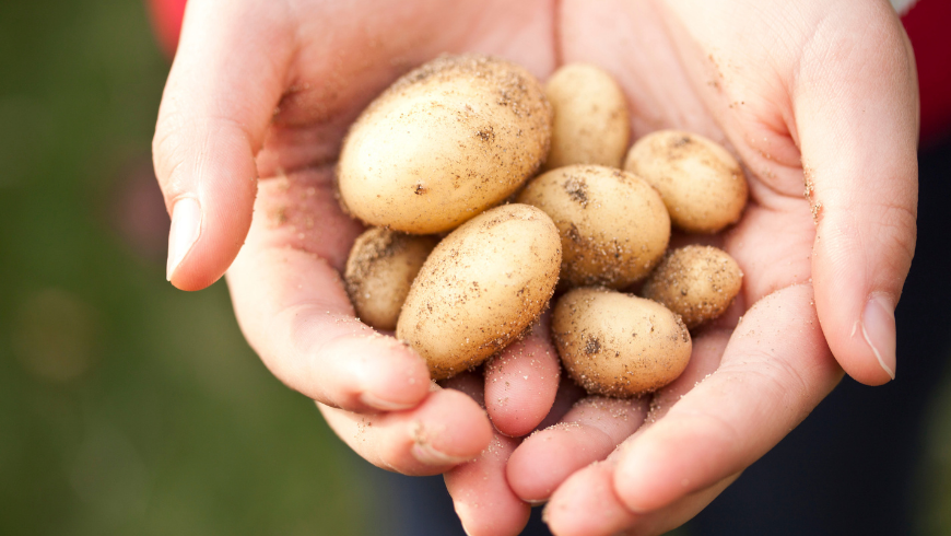 Des pommes de terre