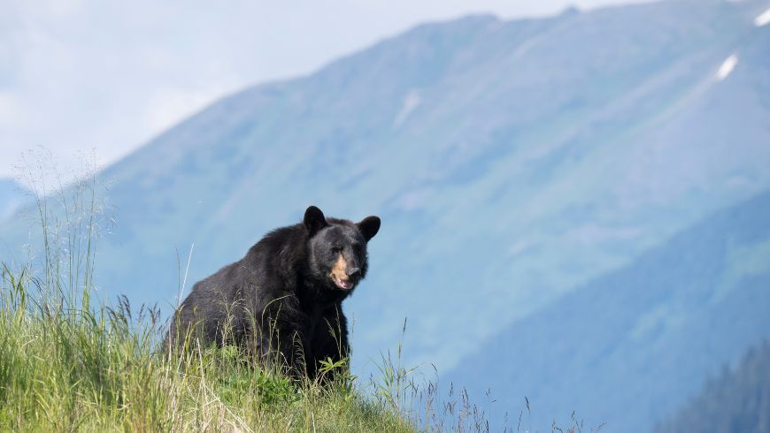 ours en montagne