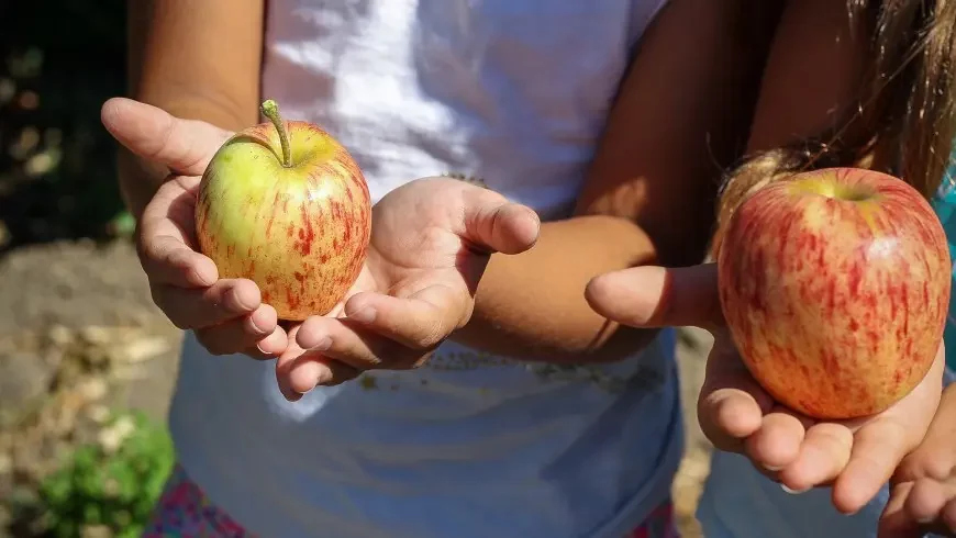 deux enfants tiennent des pommes sur leurs mains