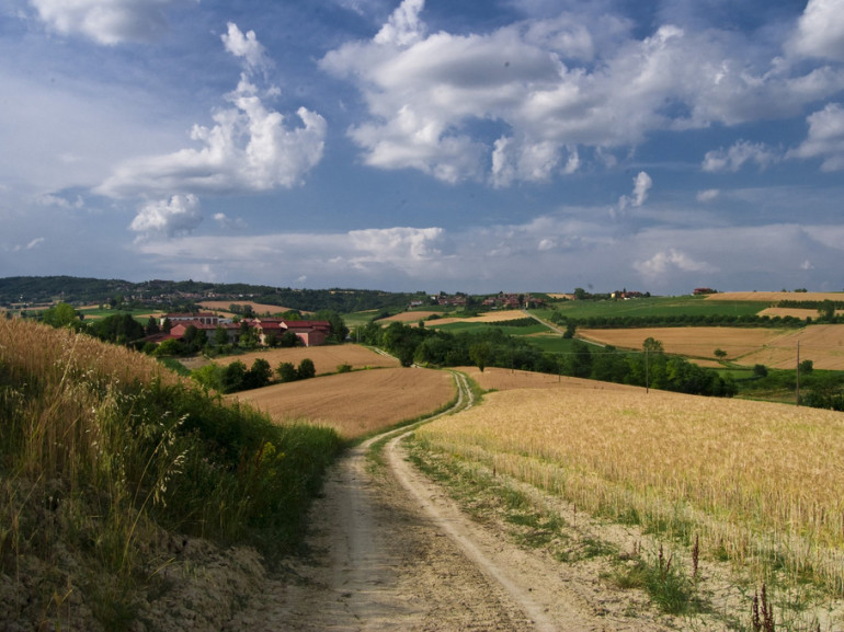collines de Monferrato, avec des champs de maïs 