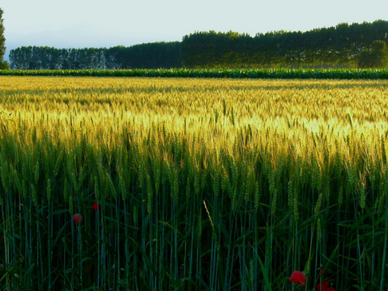 Champs de blé